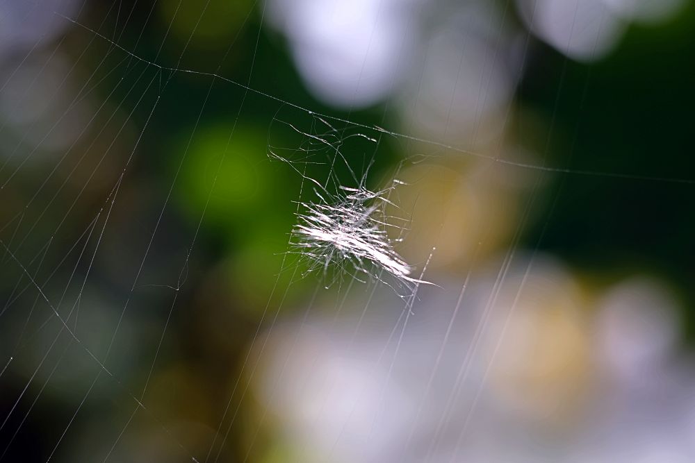 Bokeh