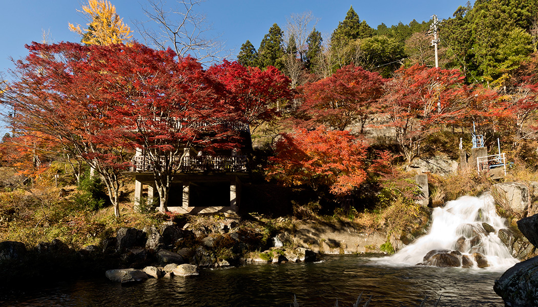 紅葉（モミジ）