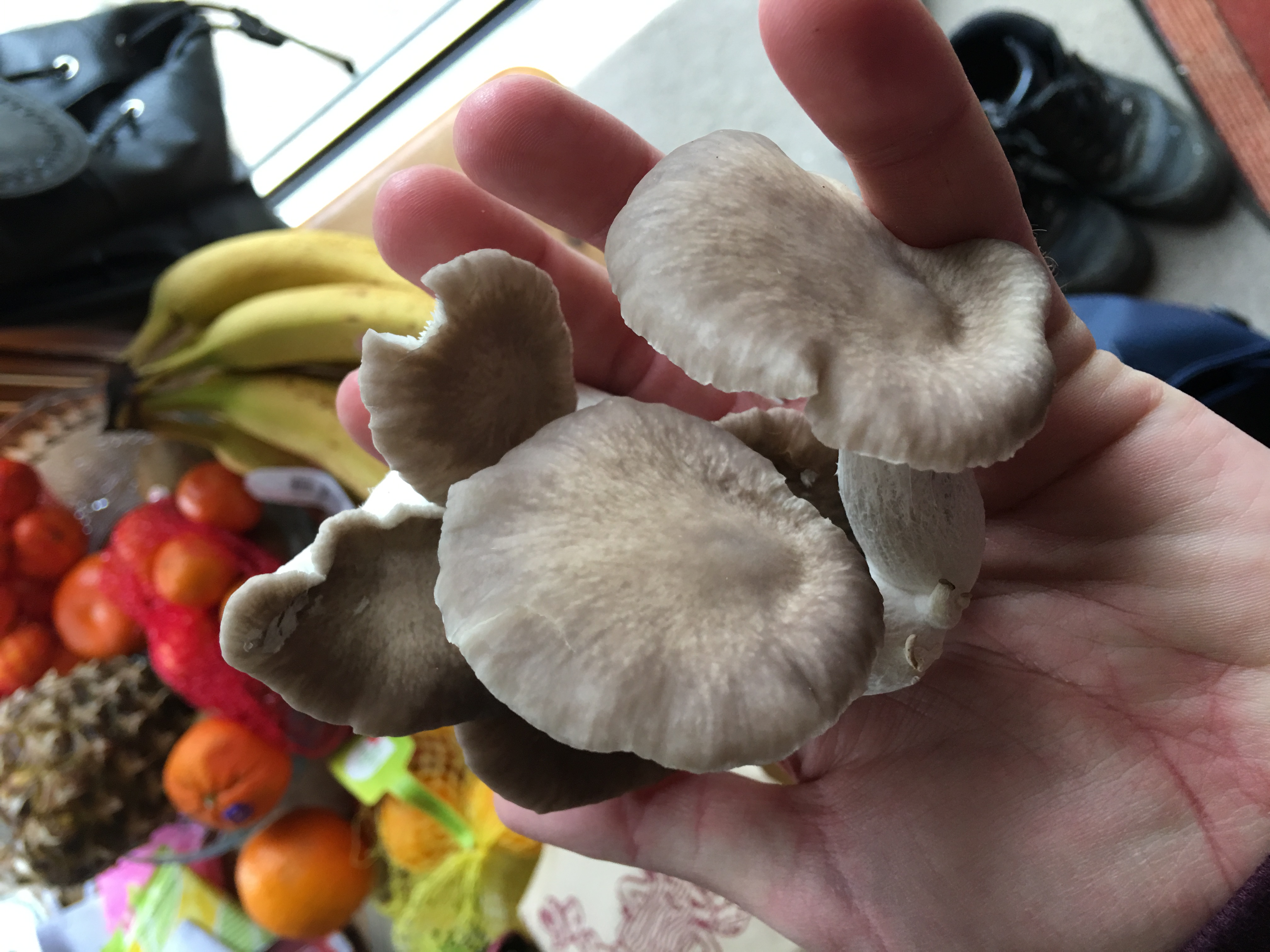 Part of Second Crop