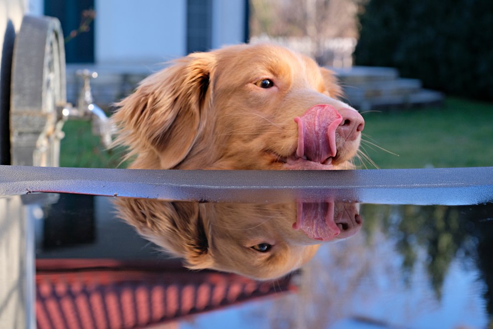 TTArtisan 40mm F2.8 Toller Tongue Out