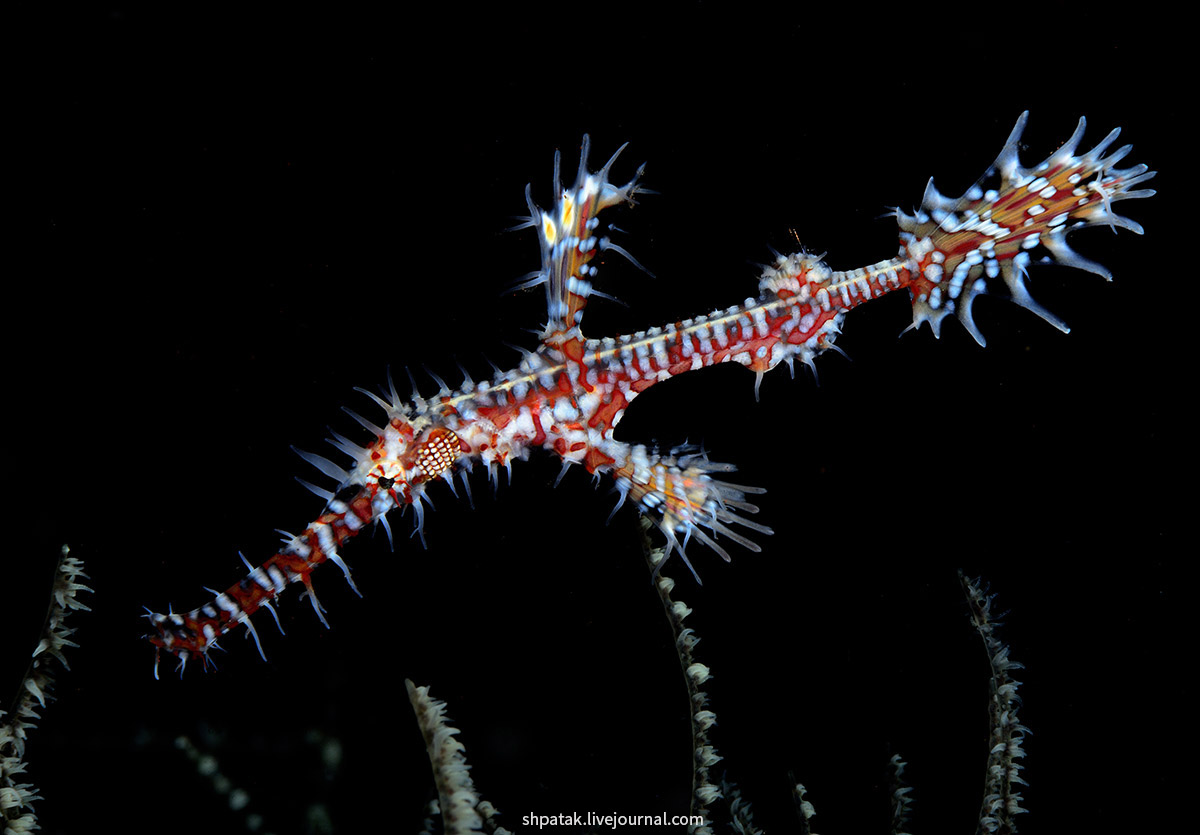 Бали. Туламбен. Ноябрь 2016. ghost, pipefish, shrimp, Ornate, Самка, самки, Basket, bumblebee, Striped, Tiger, Velvet, Трубкорылов, представитель, несколько, меньше, всегда, самец, ноябре, поездки, подборка