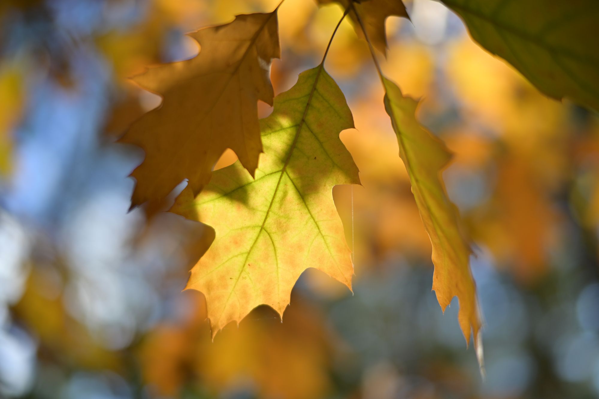 TTArtisan 50mm F1.4 ASPH Bokeh