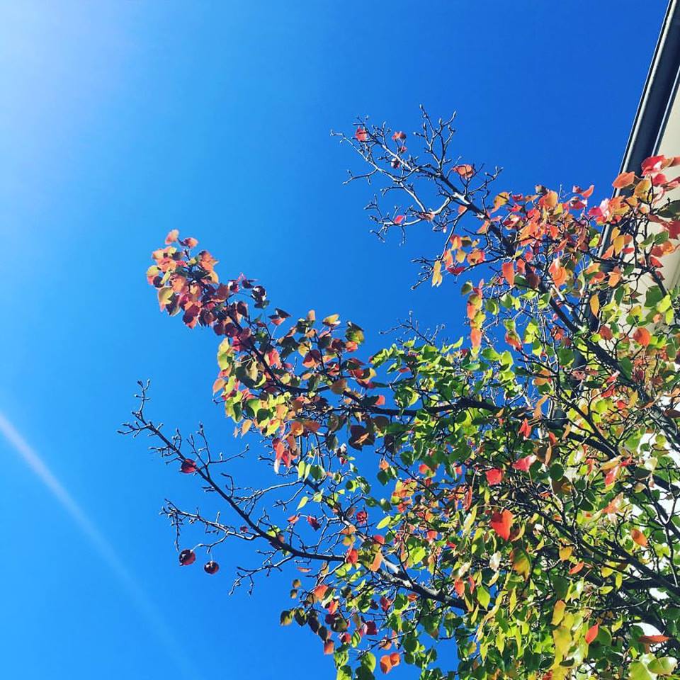 Blue sky, autumn fall leaves