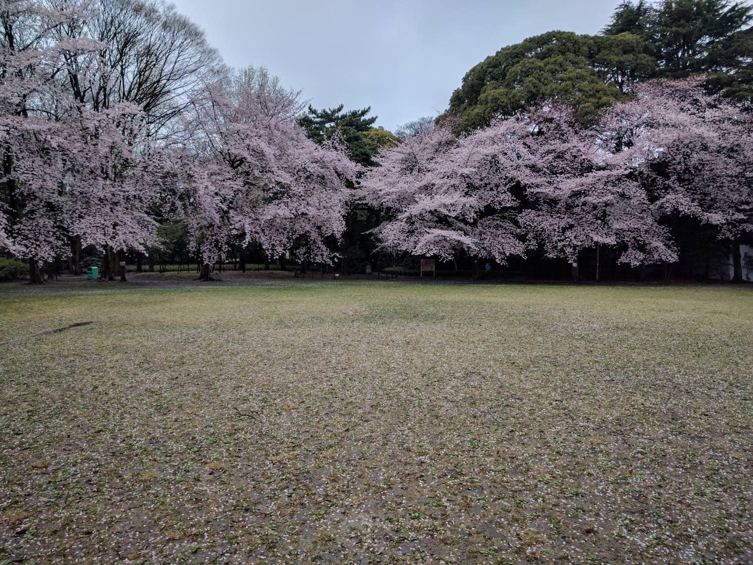 My first Hanami after moved to Japan