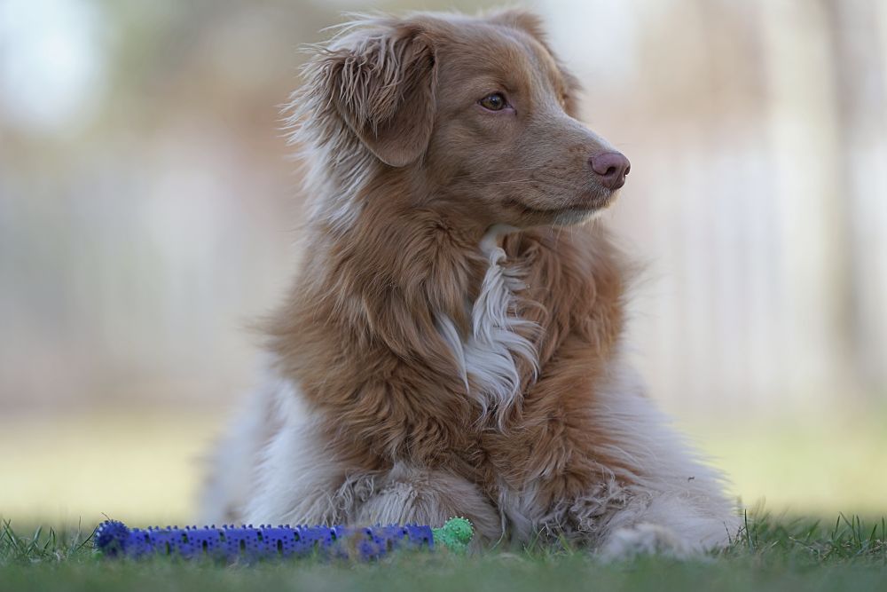 Samyang AF 135mm F1.8 FE Toller Text