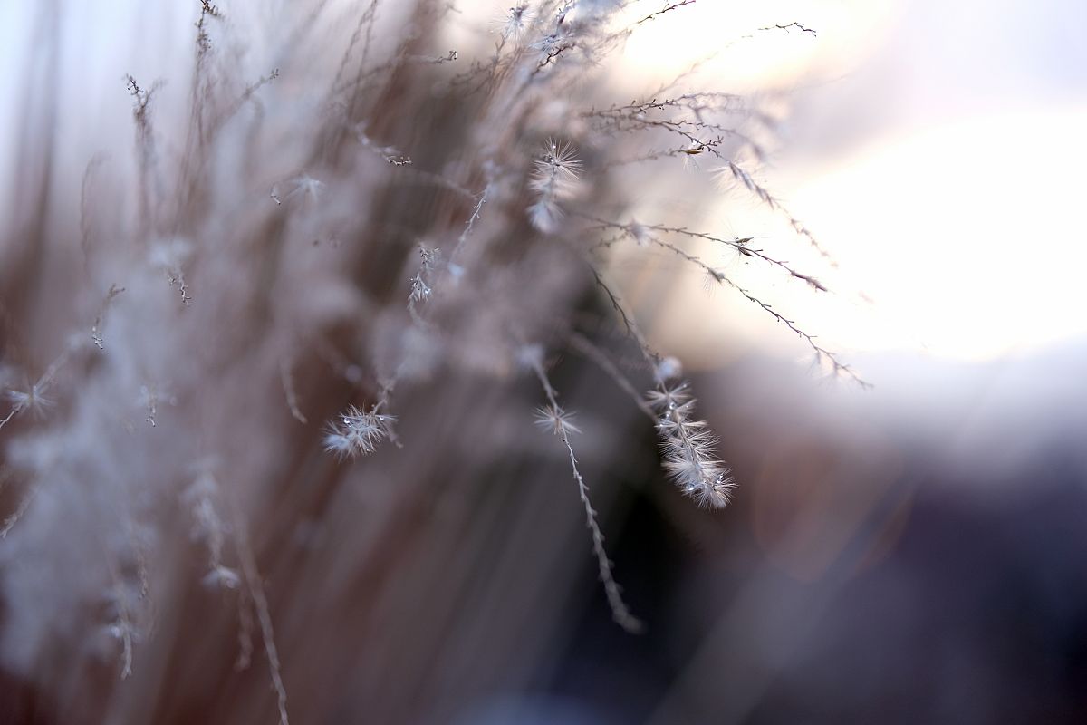 Sigma 56mm F1.4 DC DN Sunset 5 Full