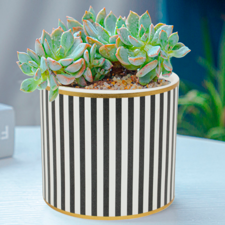 Maceta decorativa 11.5xØ12.5cm, cerámica