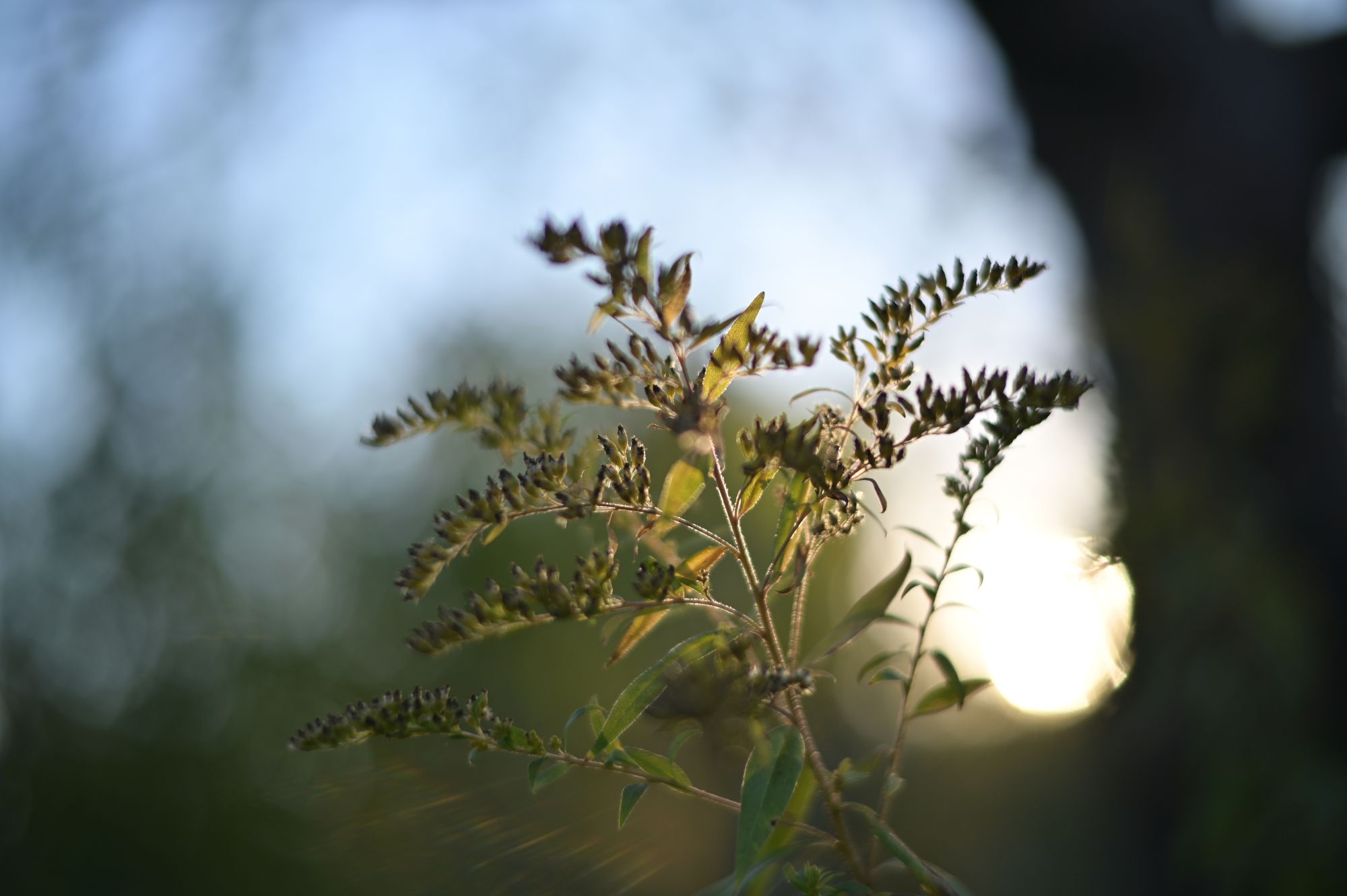 TTArtisan 50mm F1.4 ASPH Bokeh Sun
