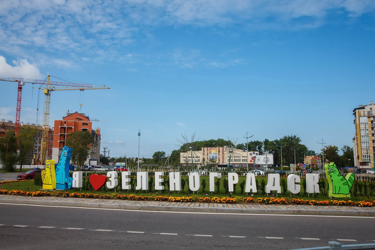 Зеленоградск Фото Кошек