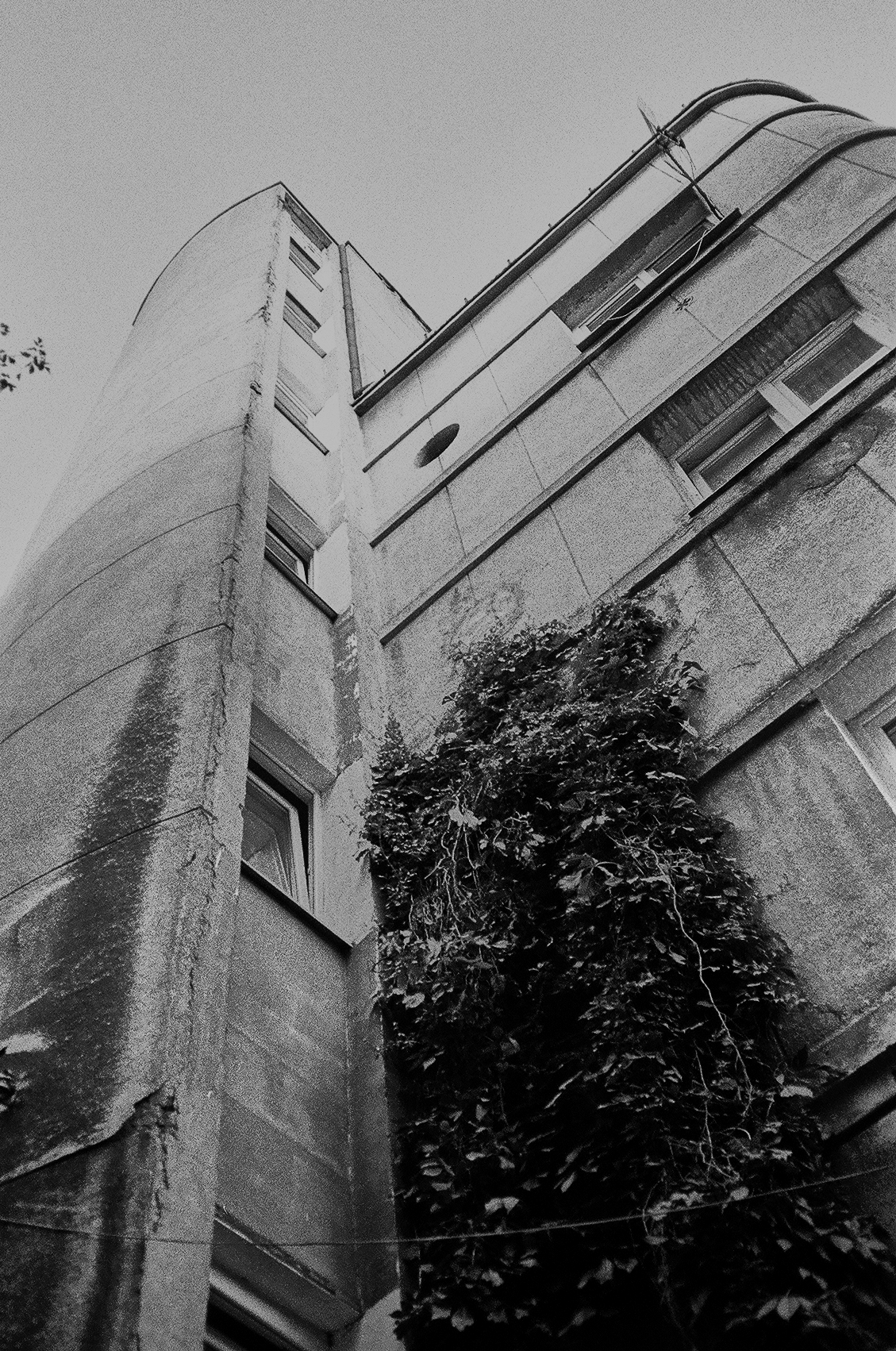 Spacer z małpami - Contax T2 i T3