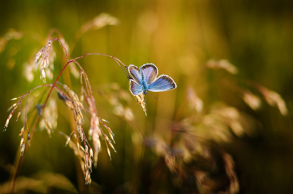 Blue butterfly