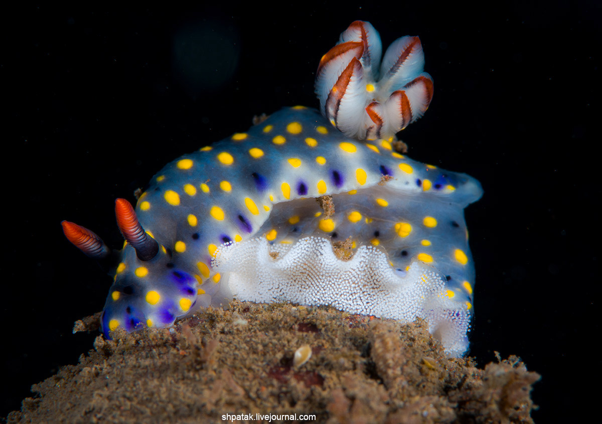 2019. Бали. Туламбен. Примерно тоже самое, что и вчера. anguilla, Phyllodesmium, Bornella, поездки, последней, iriomotense, Trinchesia, Искренне, infucata, Hypselodoris, sp14 , фоточки, выкладывать, крупных, Парочка, Поинт, Манта, кружится, точкой, Продолжаю