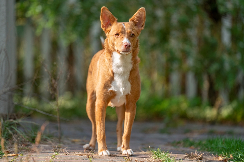 Tamron 70-180mm F2.8 Di III VXD