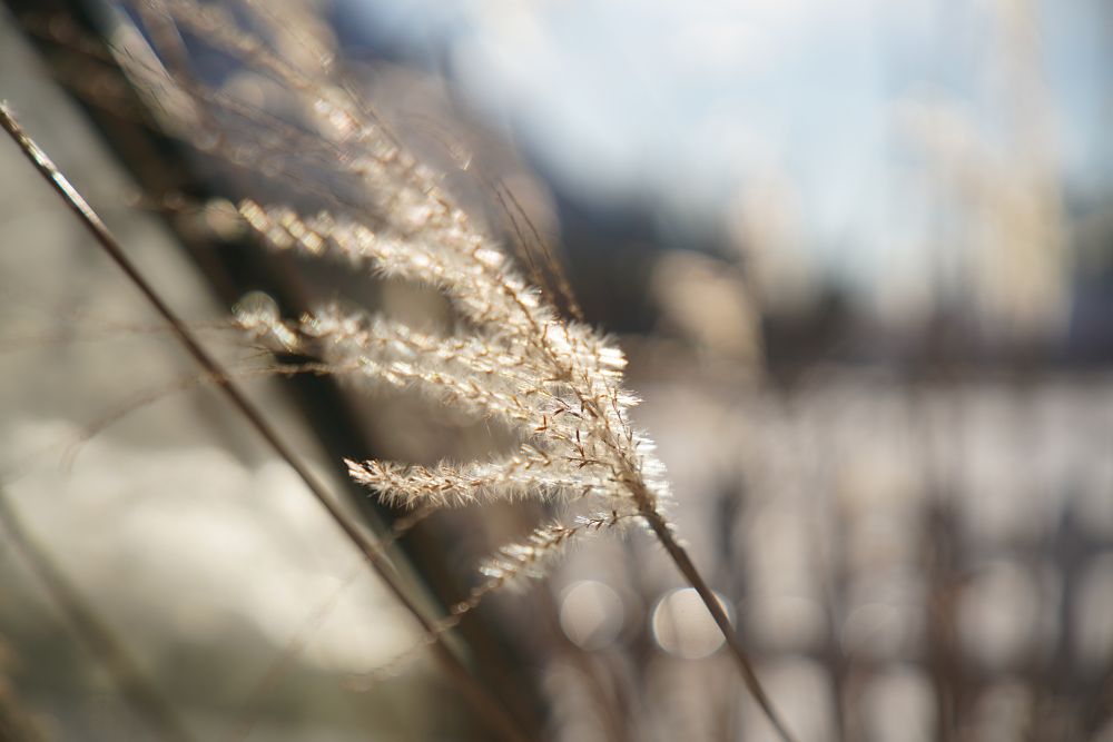 Samyang AF 24-70mm F2.8 FE, Sigma 24-70mm DG DN ART, Sony FE 24-70mm F2.8 GM - starcie tytanów