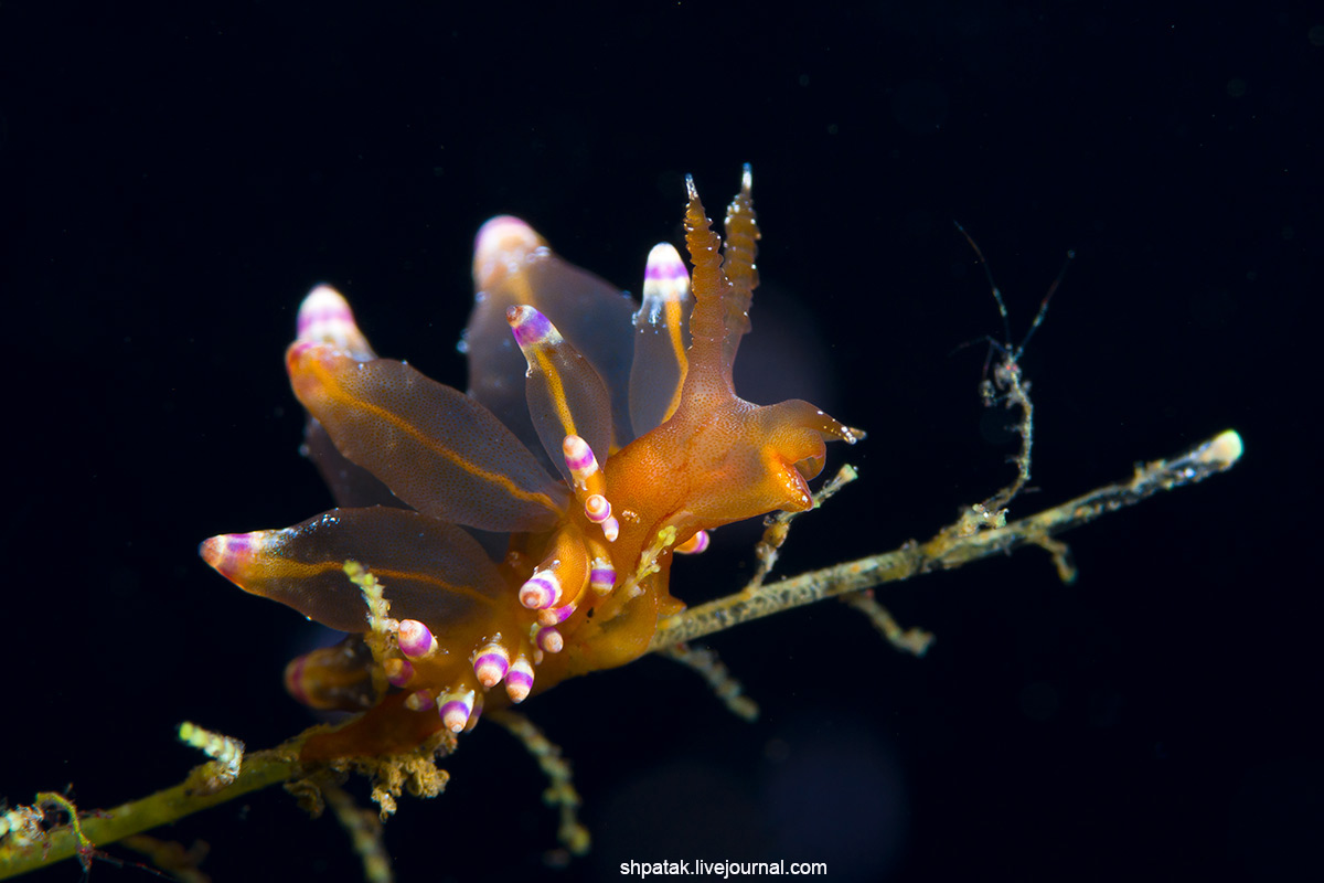 Дайвинг на севере Приморья. Бухта Рудная. Eubranchus sanjuanensis. Первое, нудик, редким, находкам, Канаде, Британская, Колумбия,  Данный, обычно, sanjuanensis, попадался, исчезал, следующего, фотографии, годам, Определен, известен, зовут Eubranchus, этого, благодаря