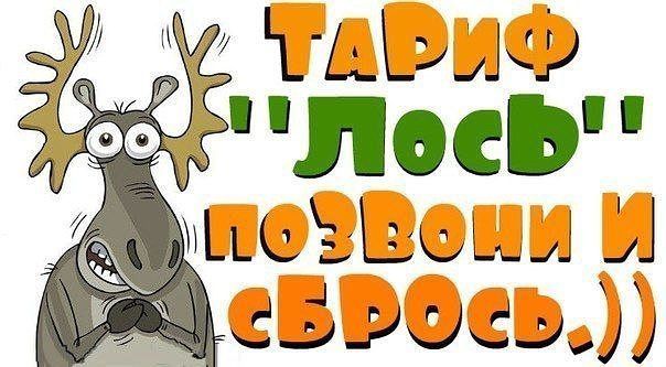 Картинки про лося смешные
