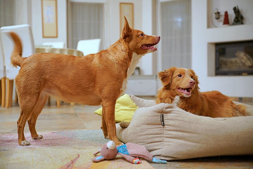 Tamron 35 150mm F2 2.8 Di III VXD Dogs 35mm F2
