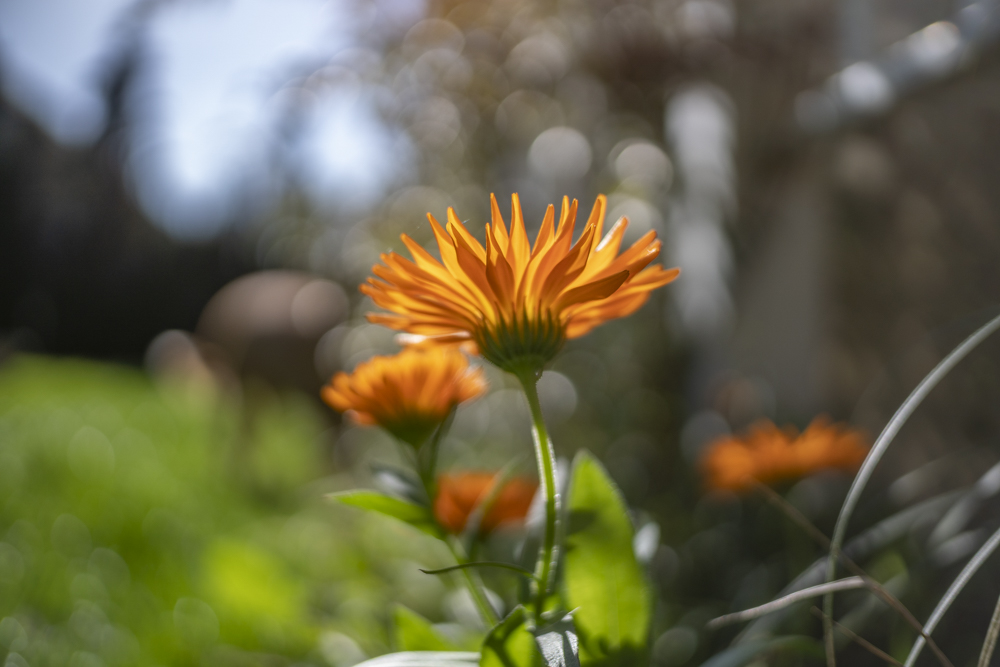 TTArtisan 25mm F2