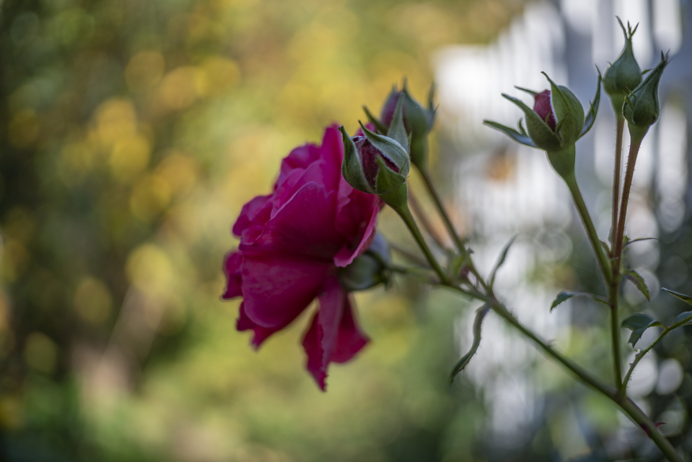 TTArtisan 25mm F2