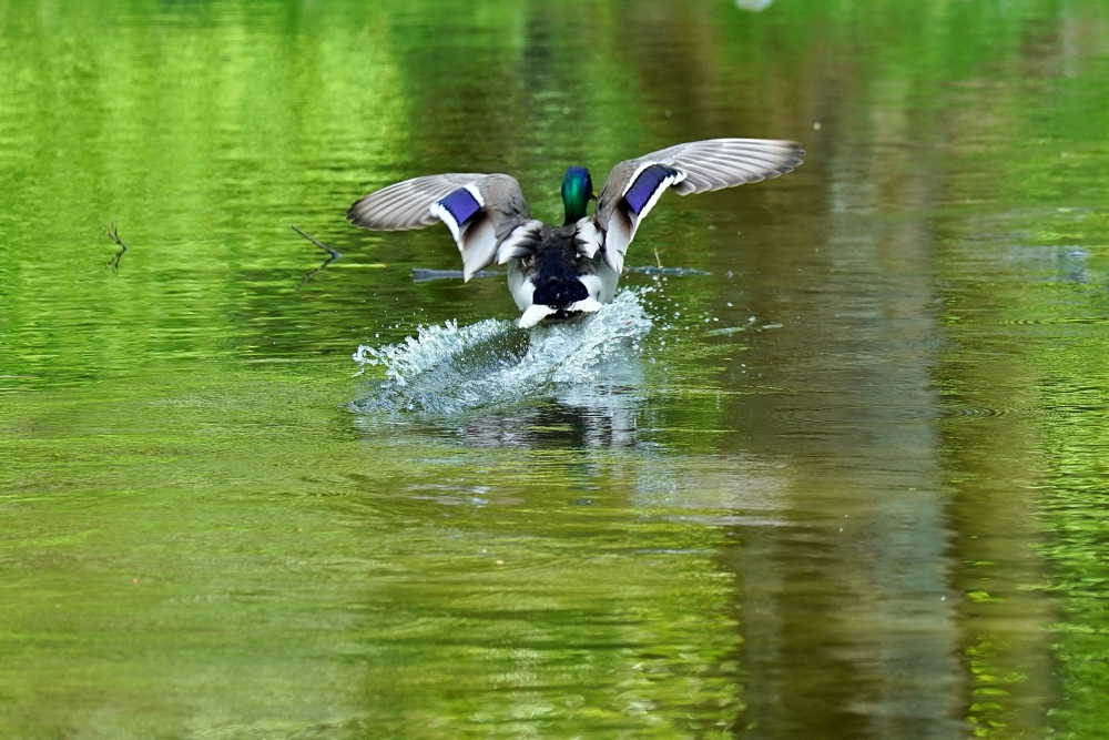 Tamron 150-500mm F5-6.7 Di III VC VXD, Sony a9 II.