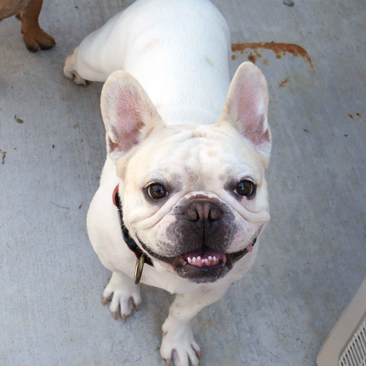 Sunday Funday frenchie meetup