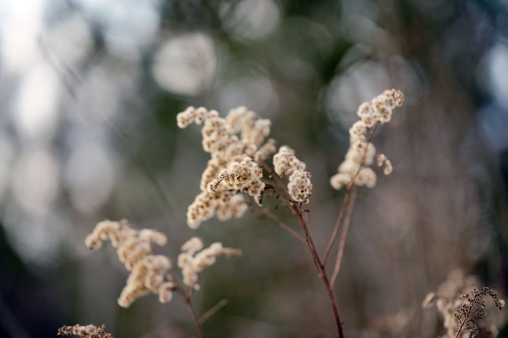 Tamron 35 150mm F2 2.8 Di III VXD Bokeh