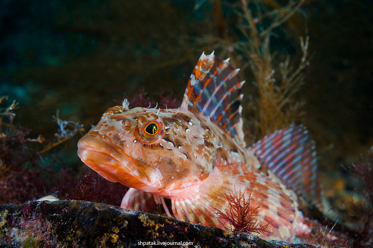 Дайвинг на севере Приморья. Бухта Рудная. Наши рыбки. sculpin, более, много, Красный, ловят, sandfish, волососозубJapanese, Японский, удочки, весьма, успешно, жители, рыбаки, вечерам, бухте, сейчас, навагаSaffron, Местные, верхогляд, зовут