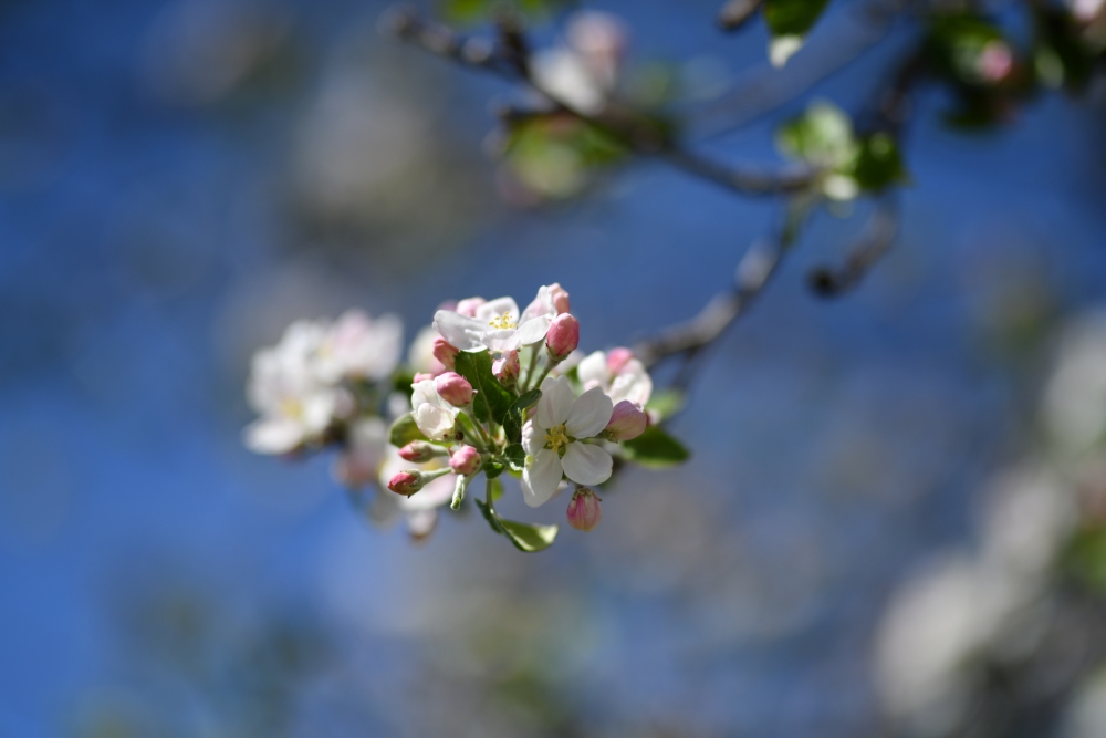 Sigma A 85mm F1.4 DG HSM, Nikon D850