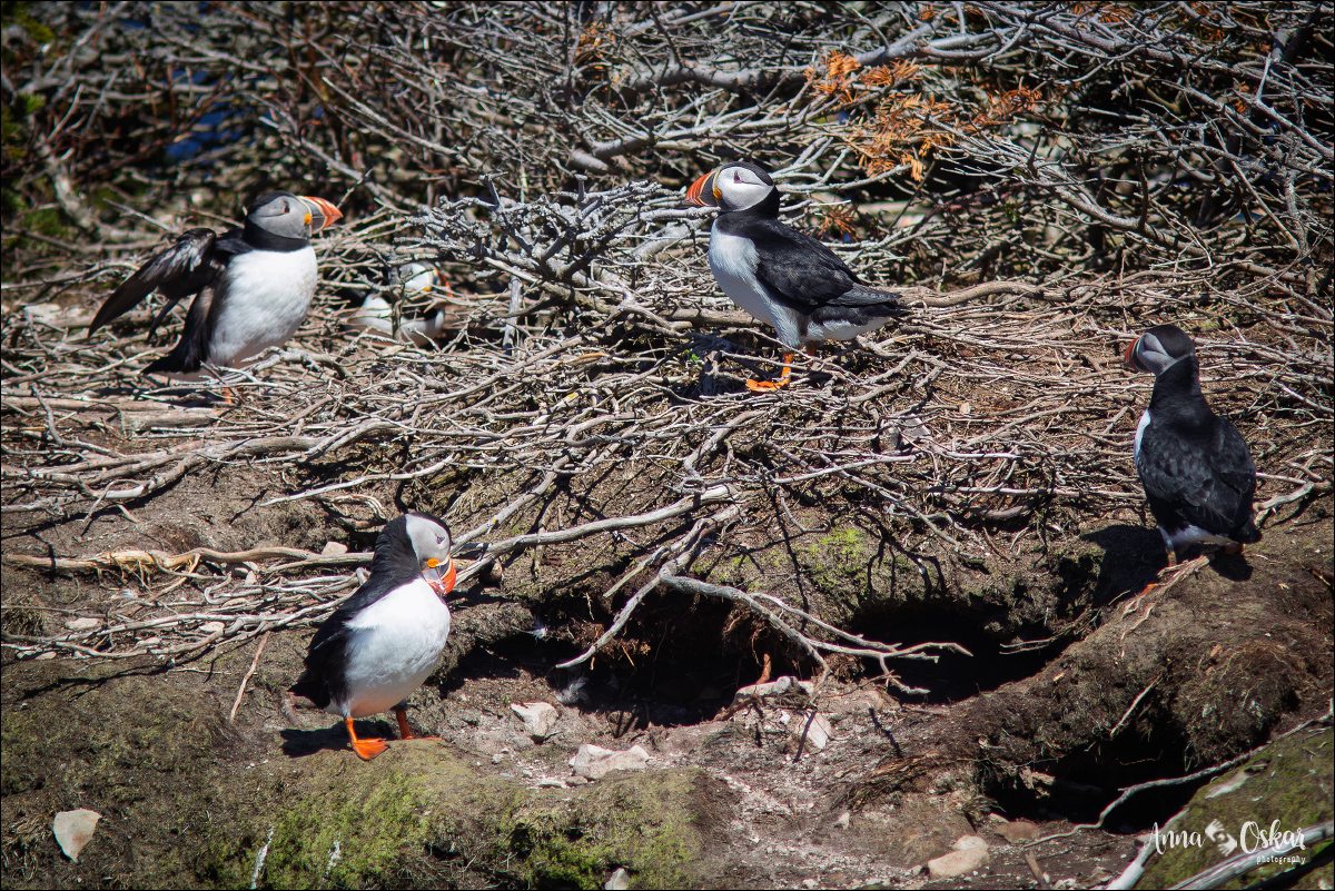 Península de Bonavista (III) - Terranova & Labrador: icebergs, puffins y balleneros vascos (22)