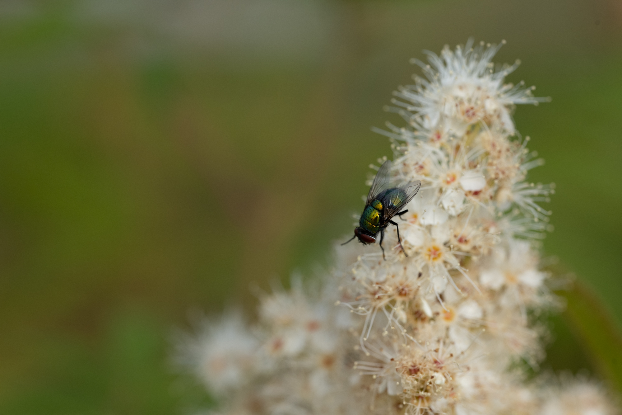 Voigtlander 65mm F2 Macro APO Lanthar + Nikon Z7 II