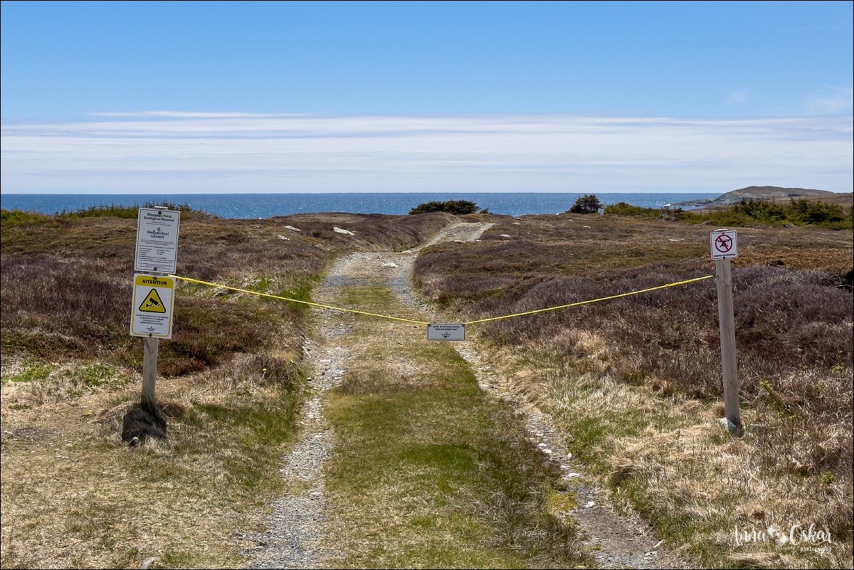 St. John's (I) - Terranova & Labrador: icebergs, puffins y balleneros vascos (7)