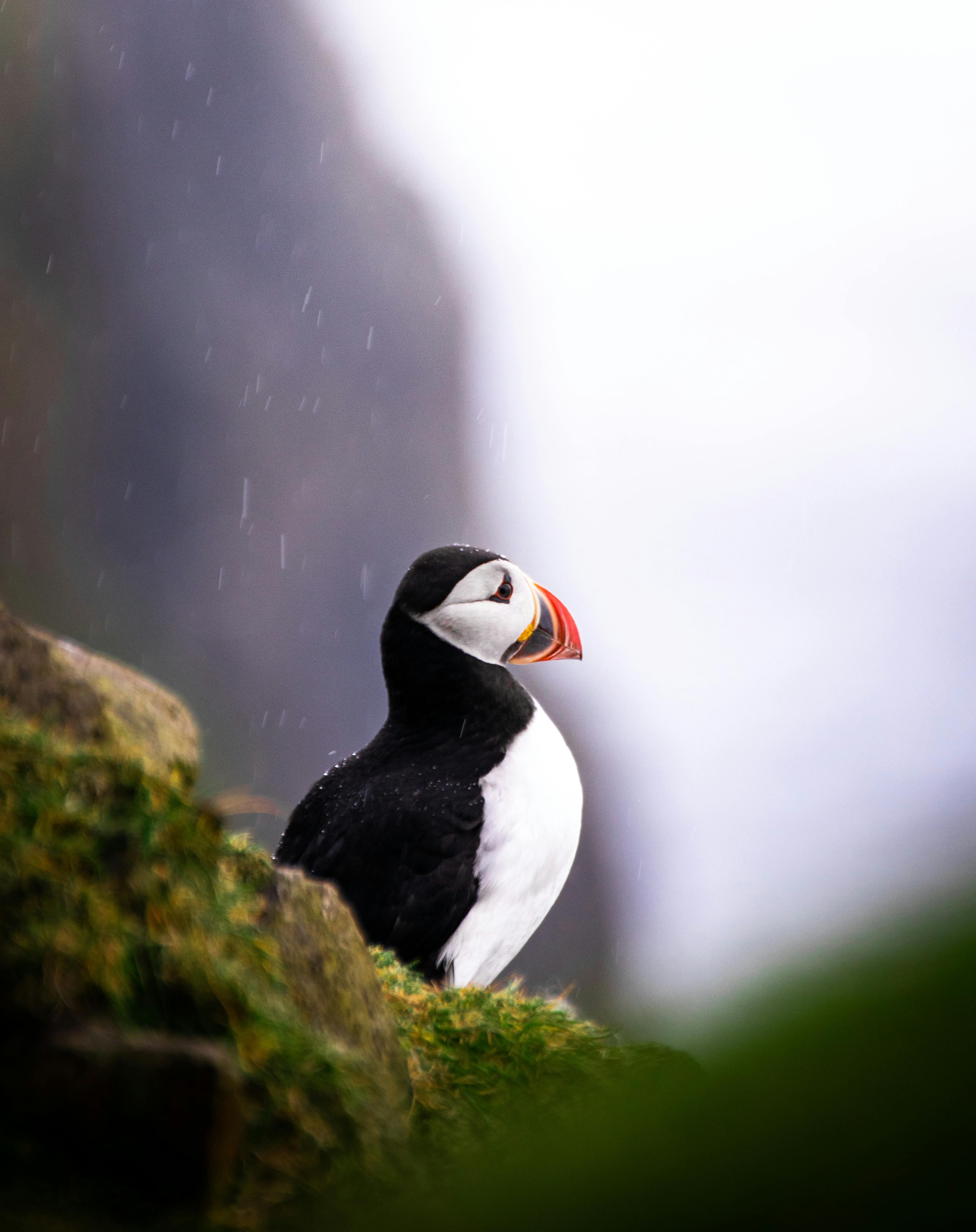 puffin looking out