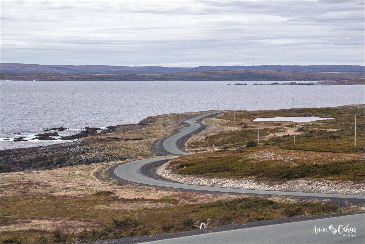 St. John's (I) - Terranova & Labrador: icebergs, puffins y balleneros vascos (20)