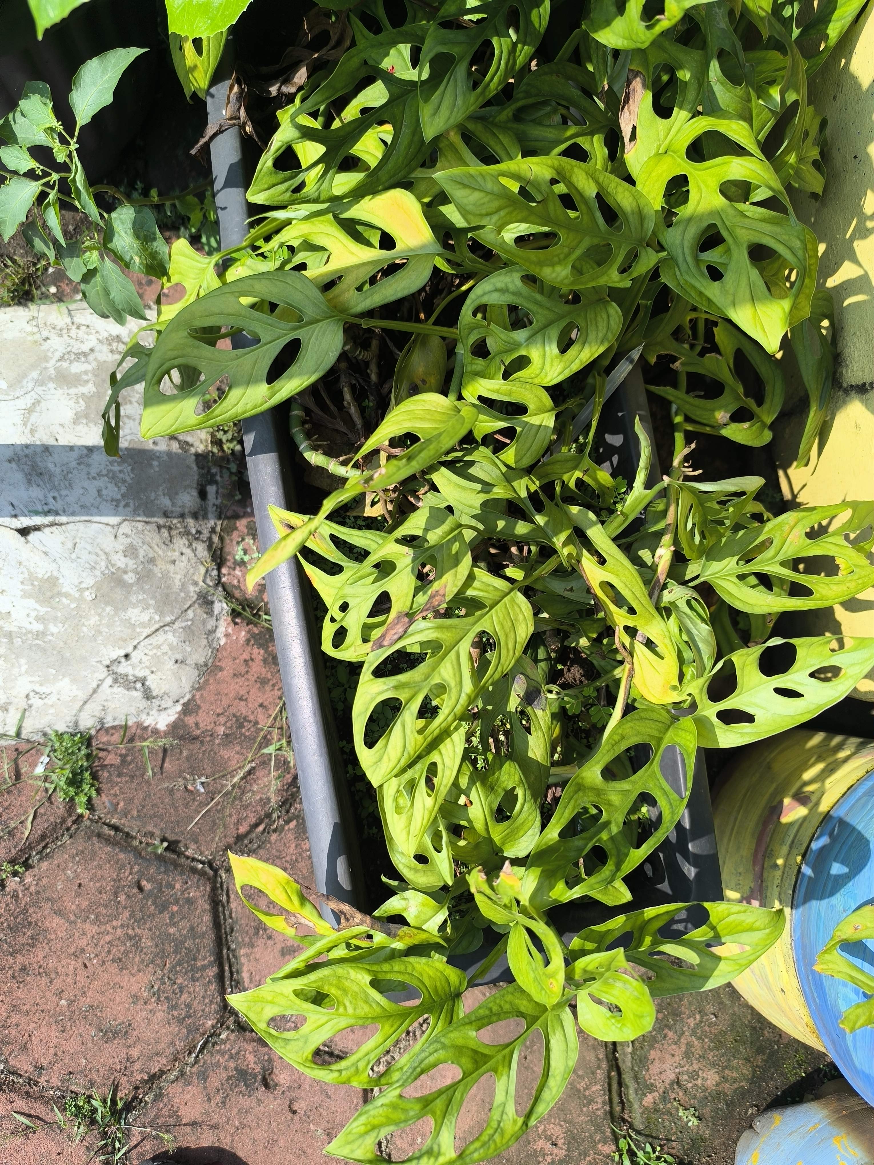 Swiss-cheese-plant