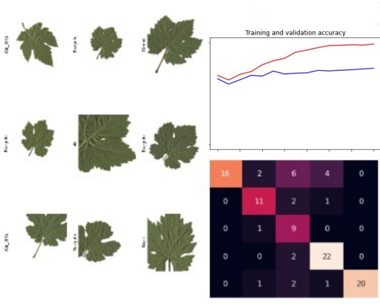 A-CNN-study-based-on-selected-deep-features-for-grapevine-leaves-classification