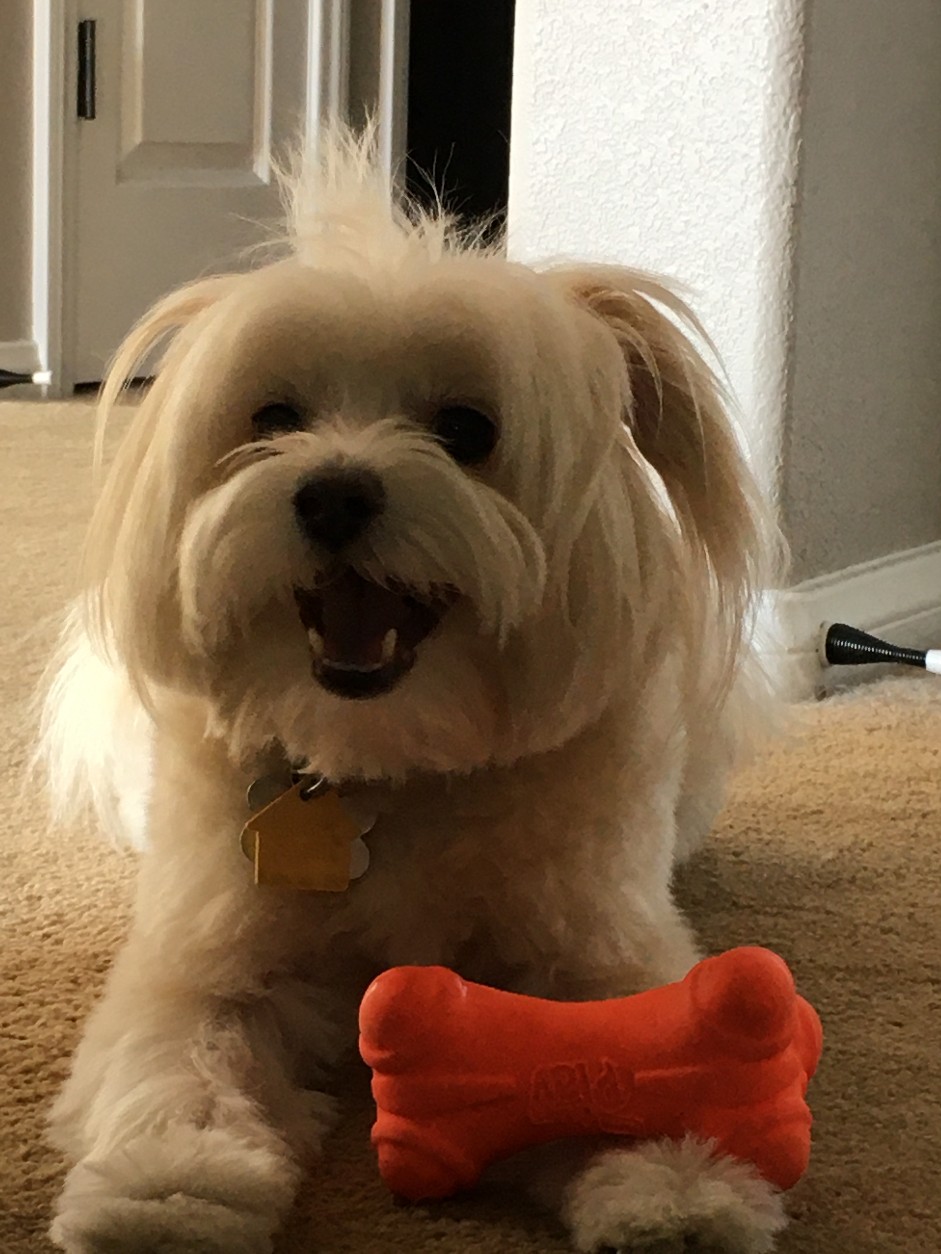 A picture of Russell with his favorite toy bone smiling at the camera.