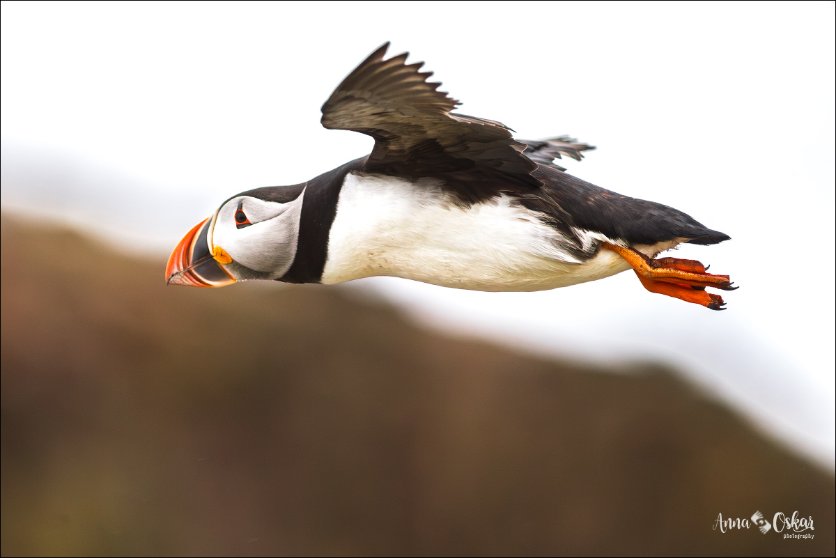 Península de Bonavista (III) - Terranova & Labrador: icebergs, puffins y balleneros vascos (5)