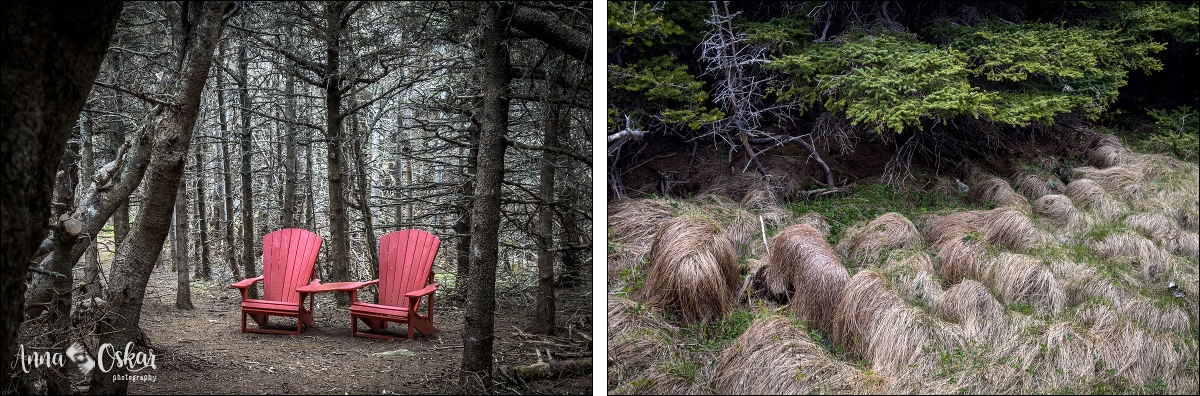 Terranova & Labrador: icebergs, puffins y balleneros vascos - Blogs de Canada - Gros Morne National Park (I) (23)