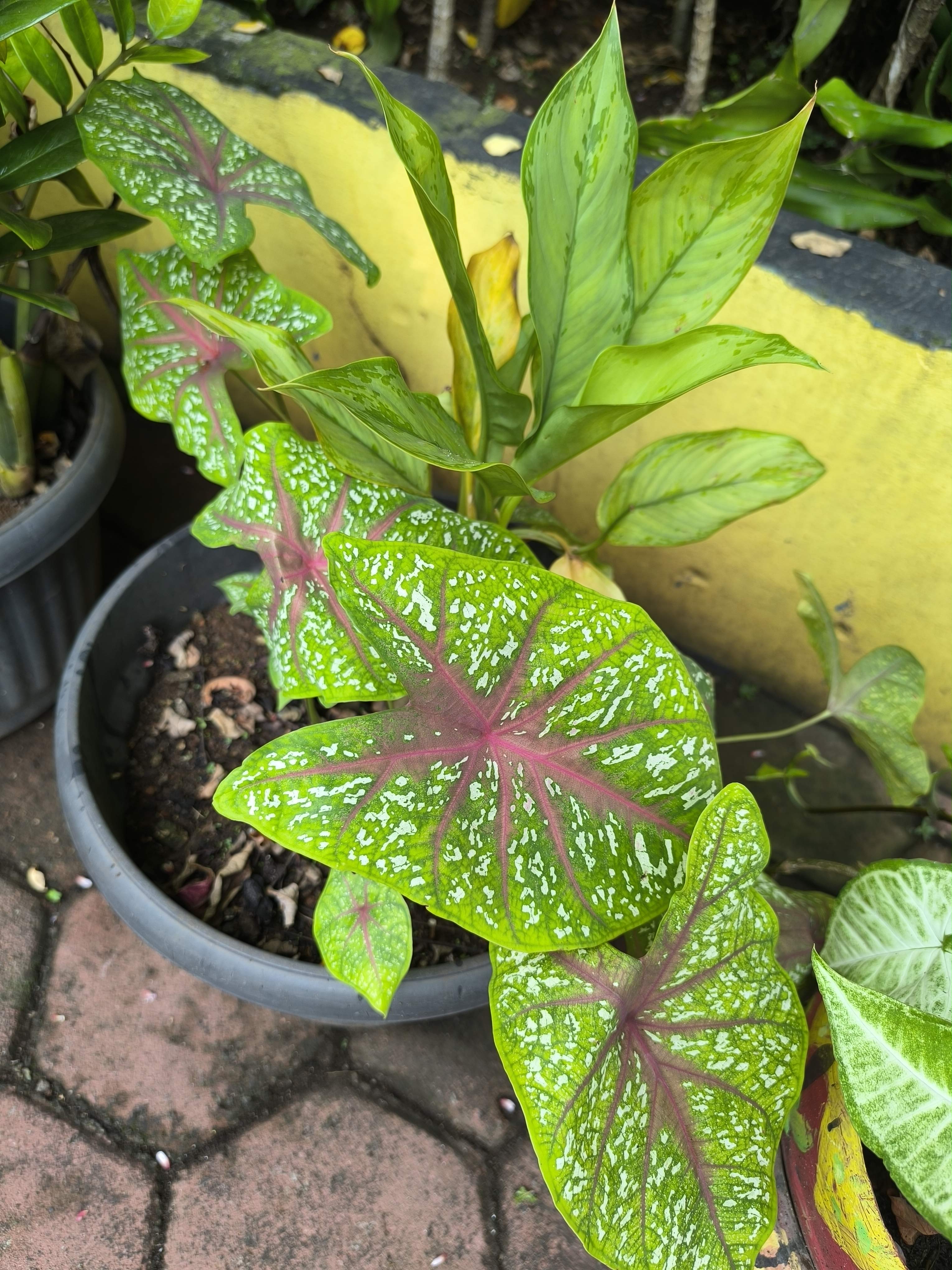 Caladium