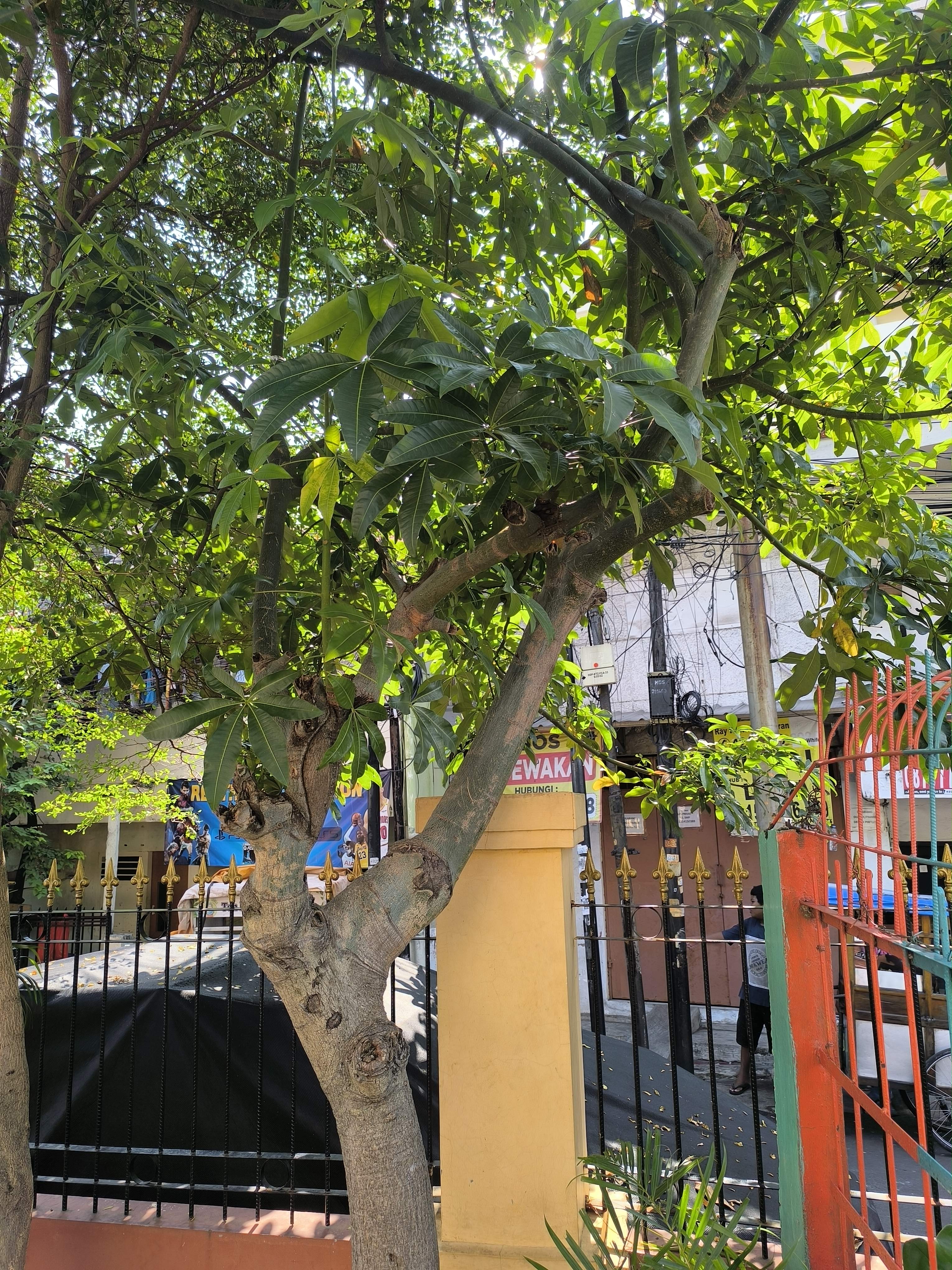Moneytree