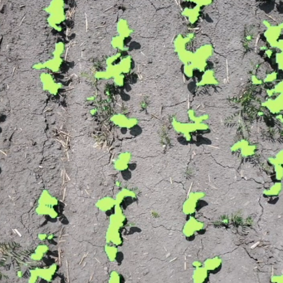 Soybean School: Crop Scouting with SWAT CAM