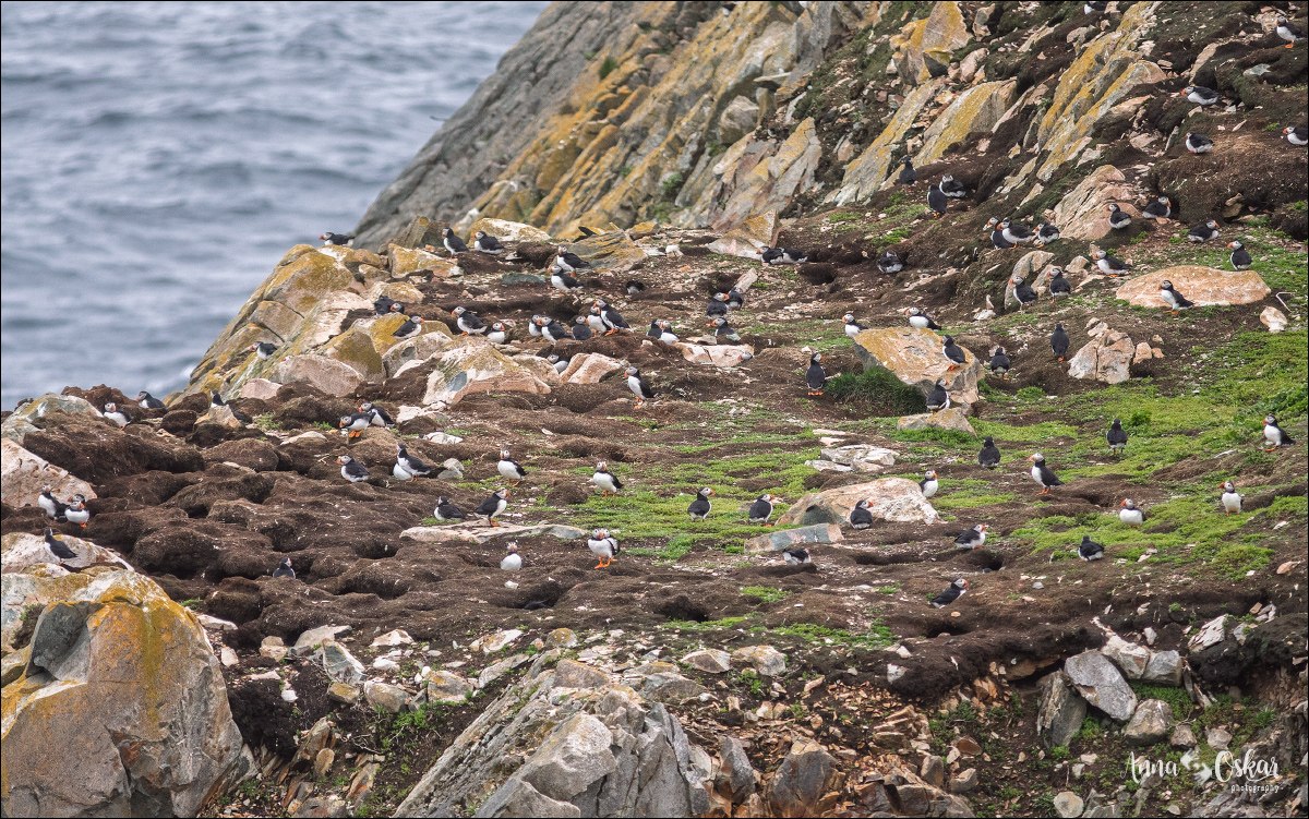 Península de Bonavista (III) - Terranova & Labrador: icebergs, puffins y balleneros vascos (8)