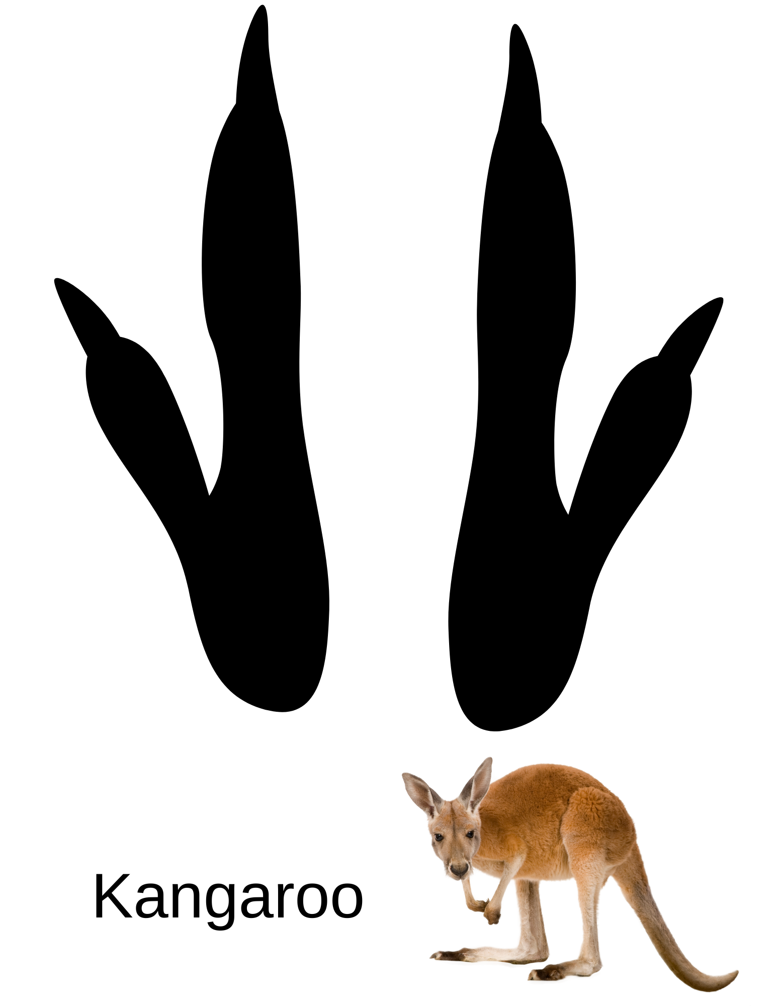 Animal Walk workbook page 23