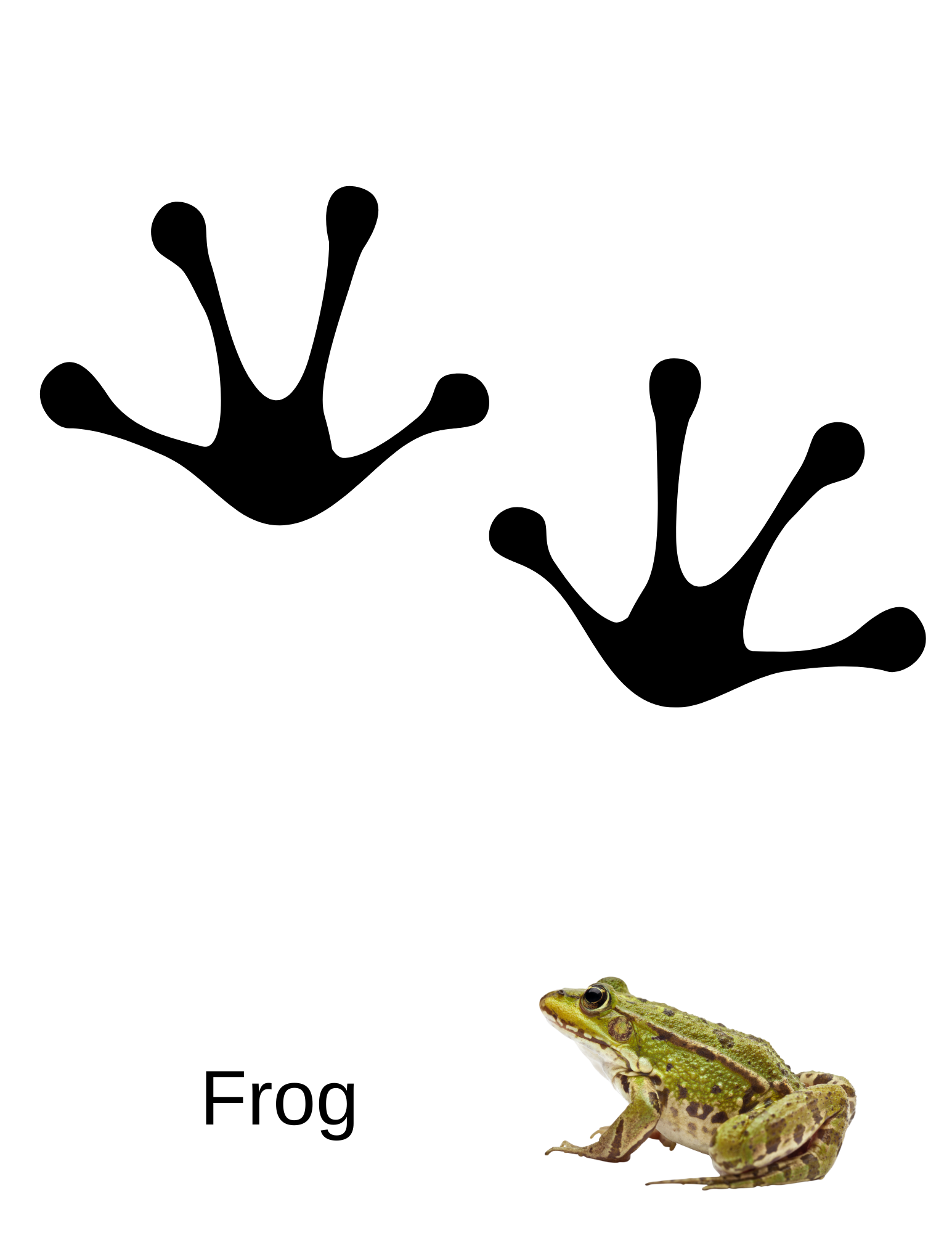 Animal Walk workbook page 19