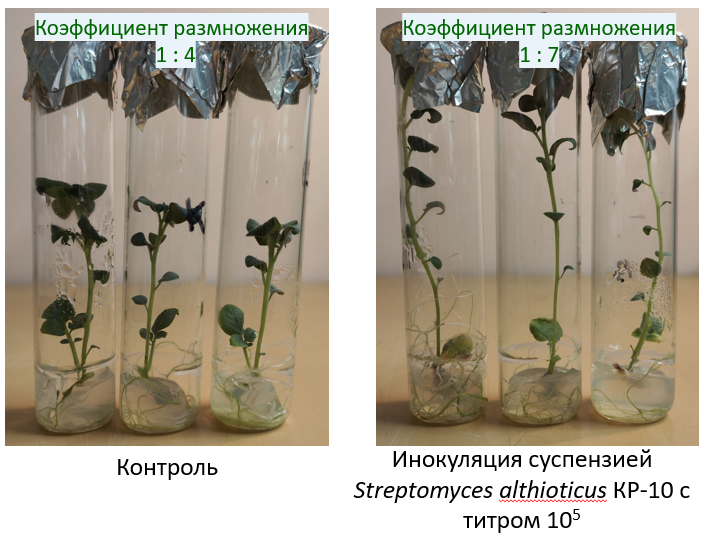 Streptomyces althioticus KR-10