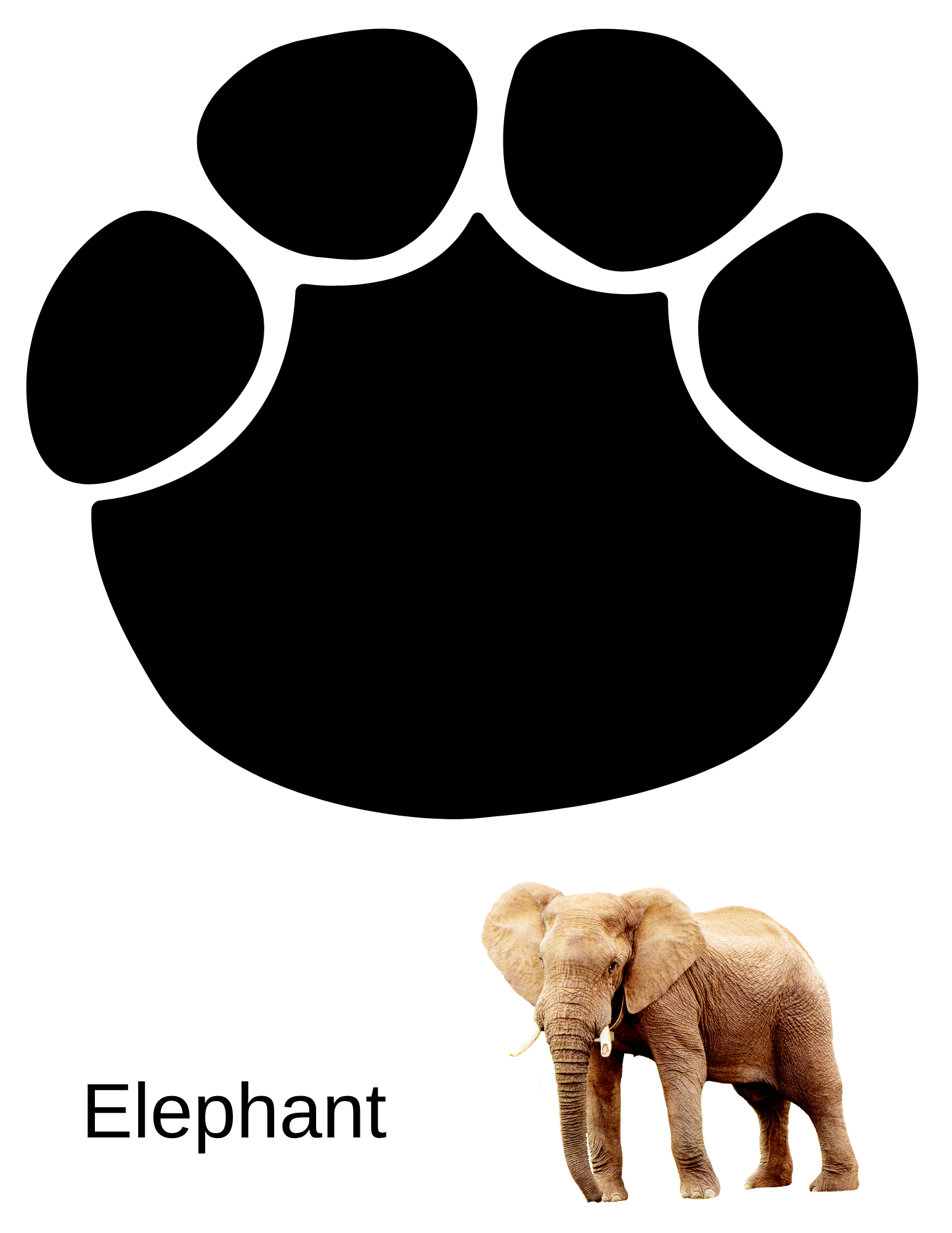 Animal Walk workbook page 16