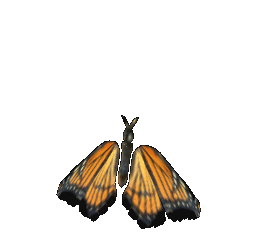 honeydew-transp-butterfly-right.gif?rlke
