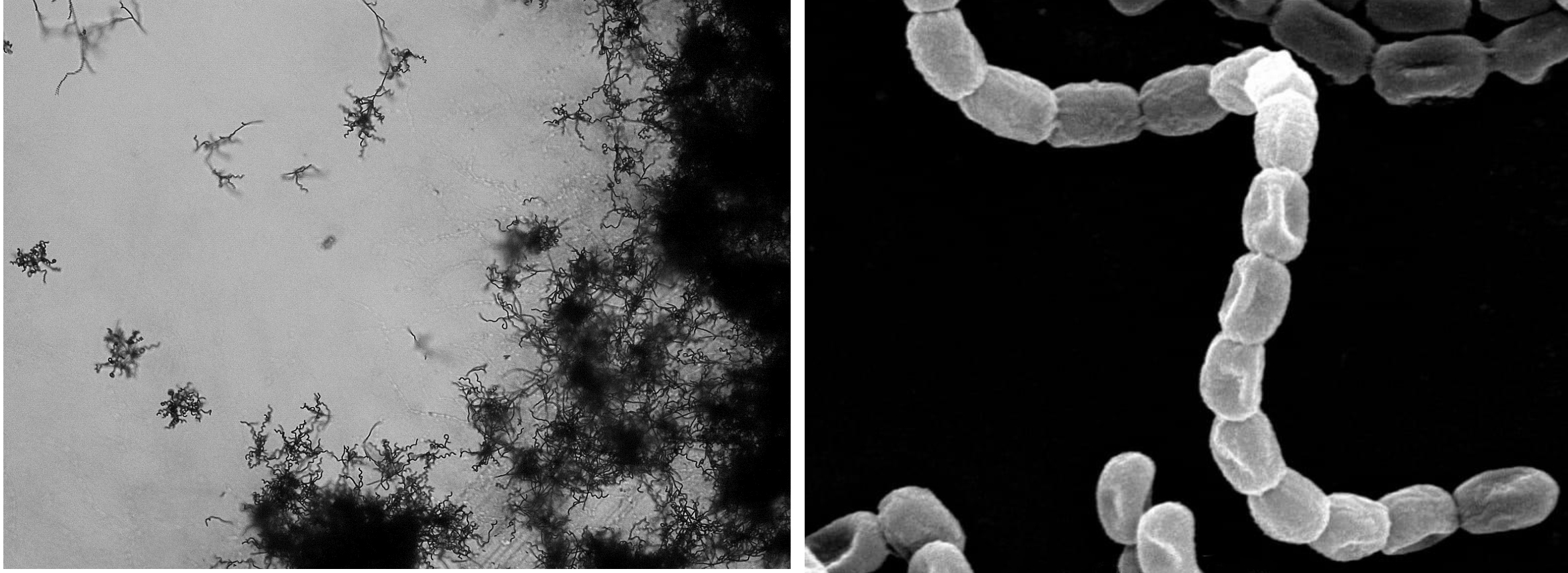 Streptomyces rochei 3IZ-6