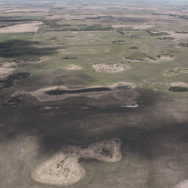 Messy Fields May Help Bottom Line