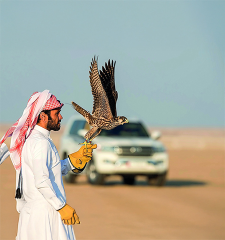 Falconry Experience